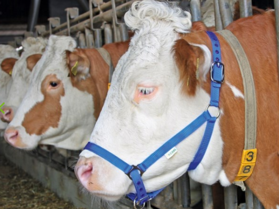 Licol bovin COMICE bleu