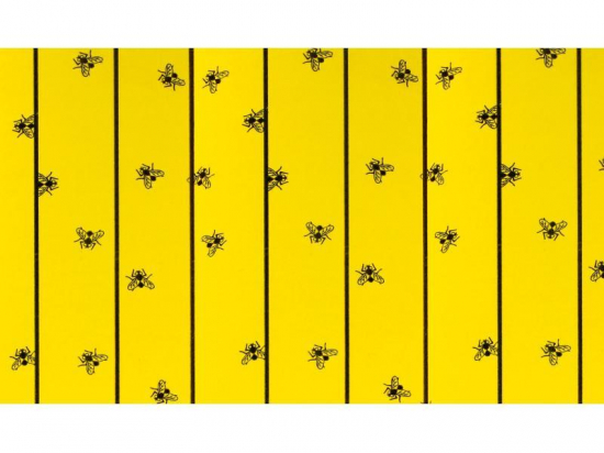 Feuilles attrape mouches  6 pi