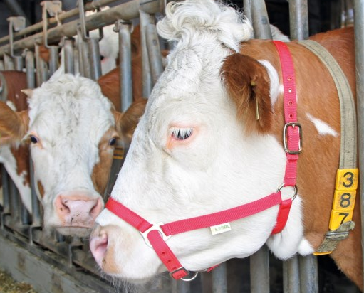 Licol bovin COMICE rouge