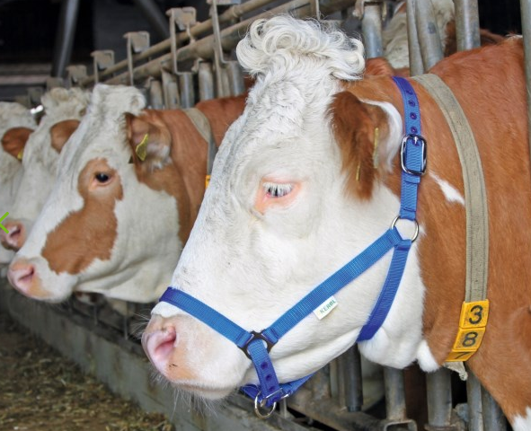 Licol bovin COMICE bleu