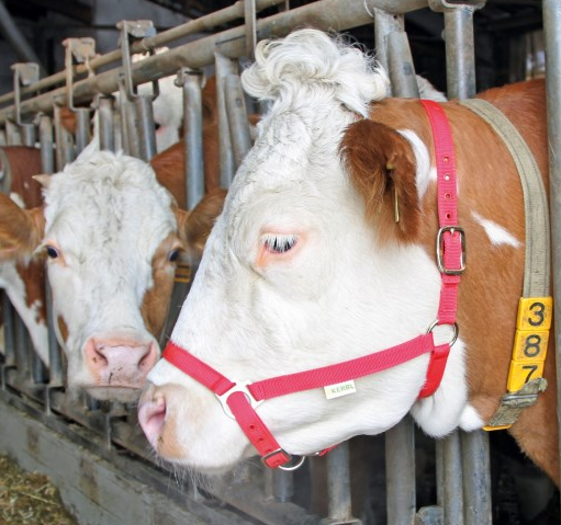 Licol bovin COMICE rouge