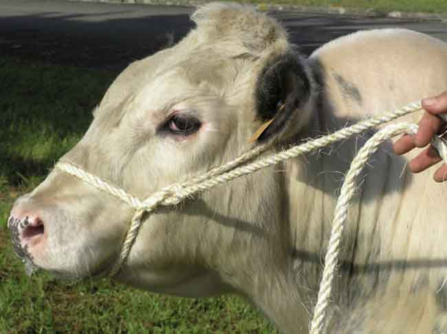 Licol Sisal PP Blanc D13 Longu