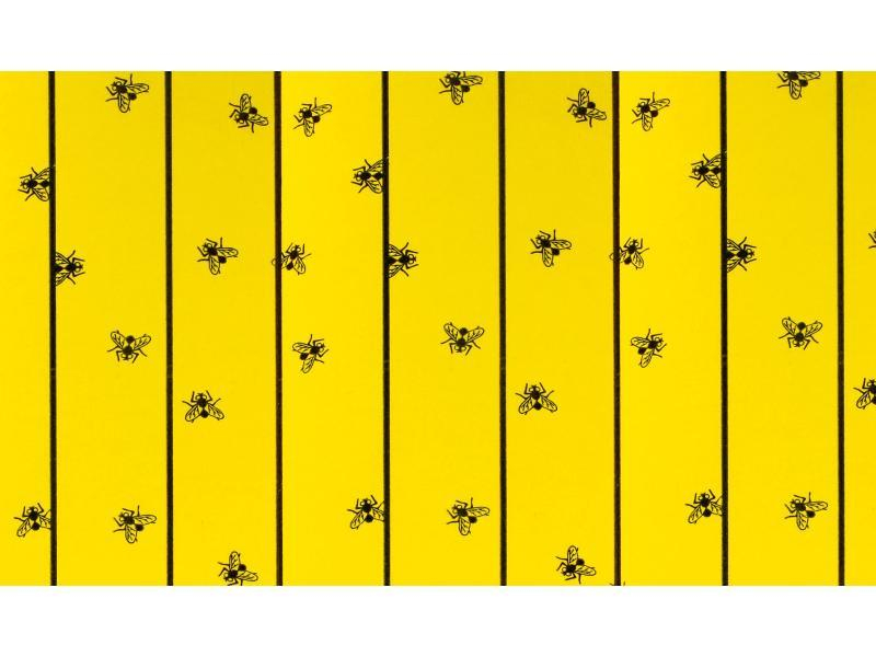 Feuilles attrape mouches  6 pi