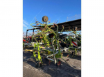 CLAAS RECOLTE - VOLTO 800 - 2015