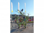 CLAAS RECOLTE - VOLTO 800 - 2013
