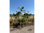 CLAAS RECOLTE - VOLTO 800 - 2018