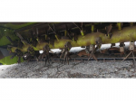 CLAAS RECOLTE - DISCO 3200 C - 2020