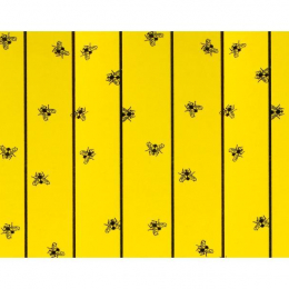 Feuilles attrape mouches  6 pi