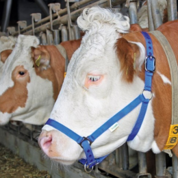 Licol bovin COMICE bleu