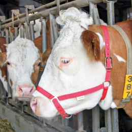 Licol bovin COMICE rouge